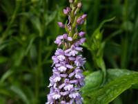 Mücken-Händelwuz Orchidee